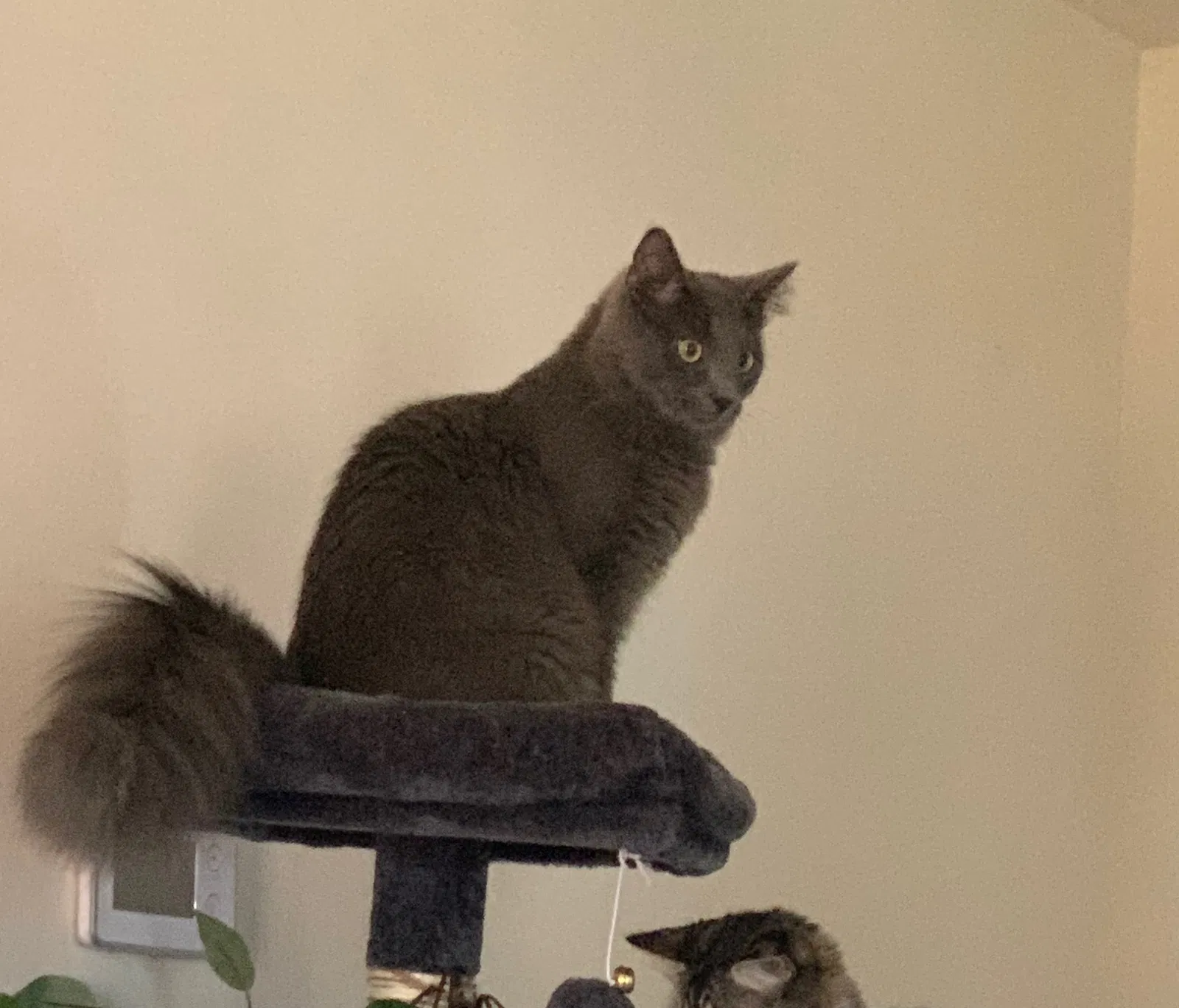 Lost cat in Moseley, VA, 23120