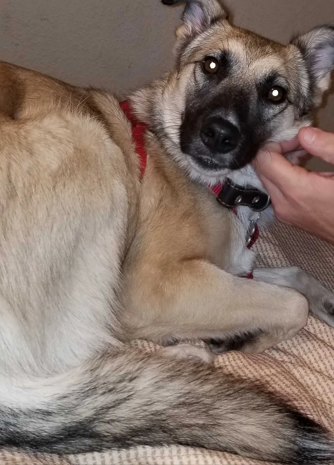 Lost dog in Merchantville, NJ, 8109