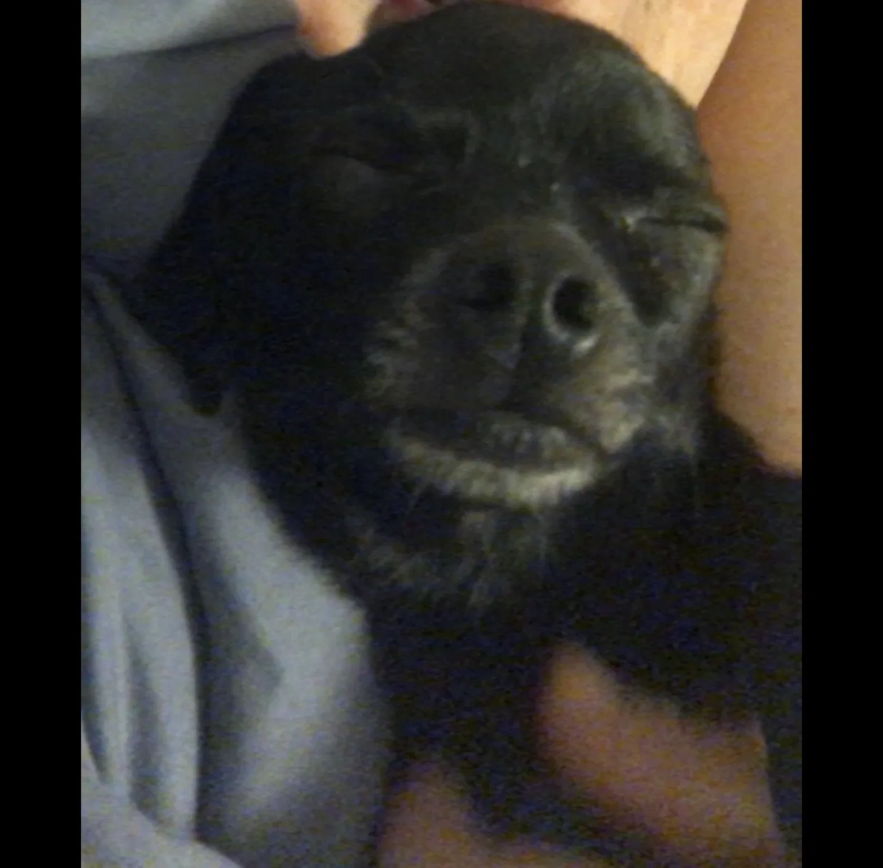 Lost dog in Oceano, CA, 93445
