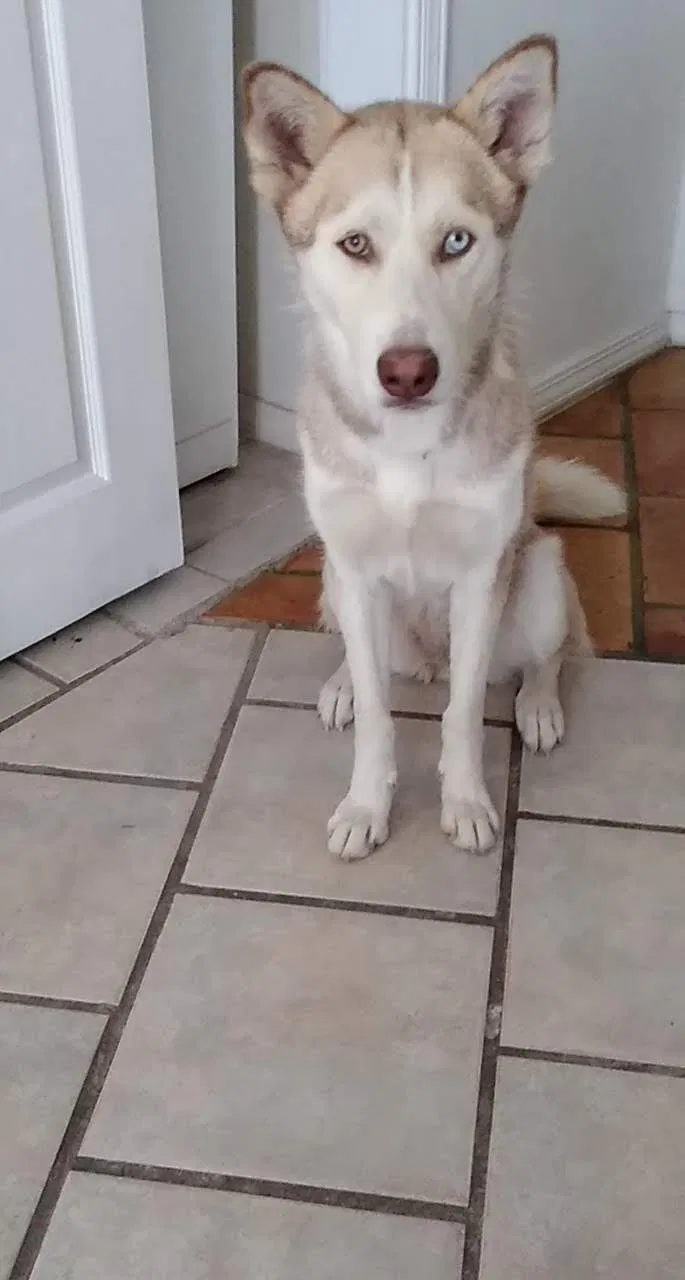 Lost dog in El Paso, TX, 79924