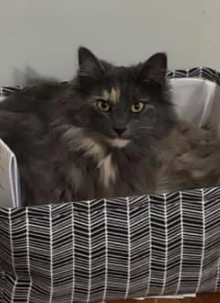 Lost cat in Lakewood, CA, 90712