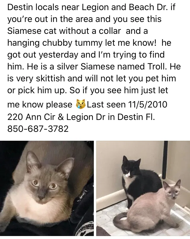 Lost cat in Destin, FL, 32541