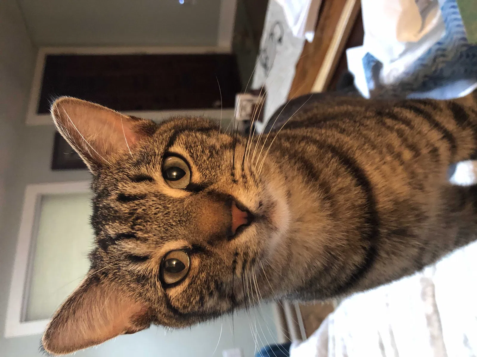 Lost cat in Clarksville, TN, 37040