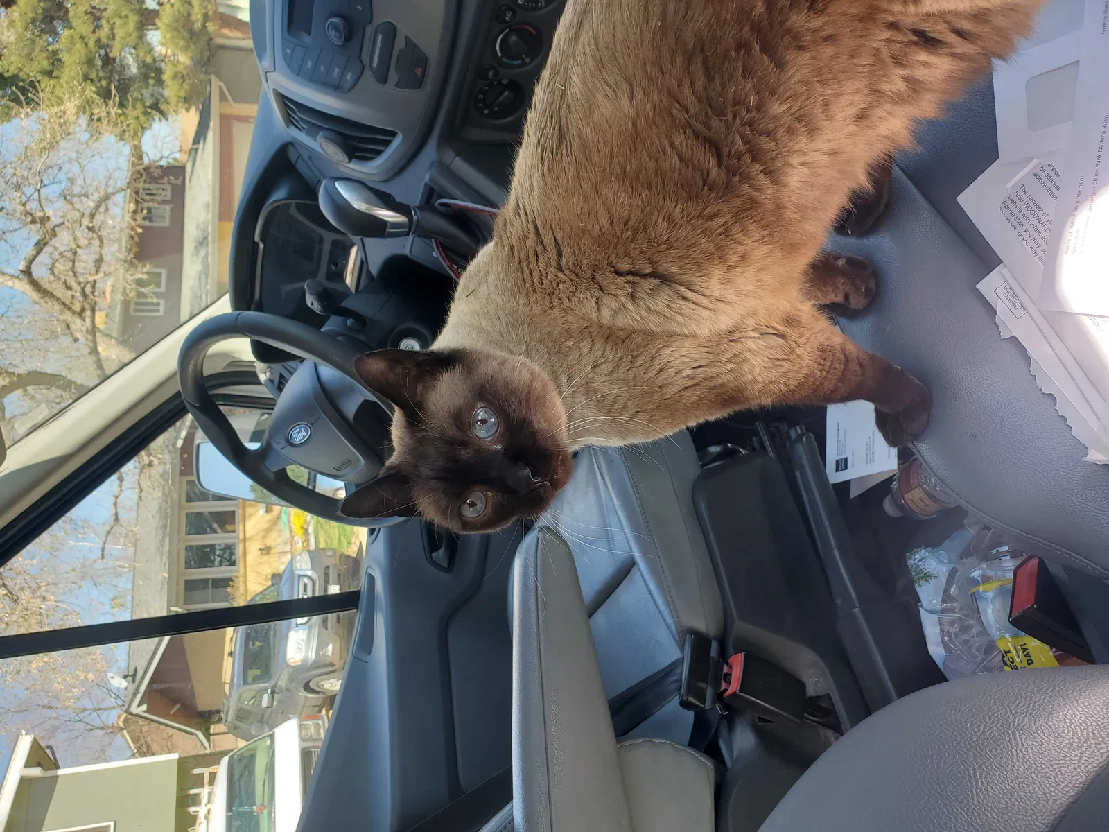 Lost cat in Denver, CO, 80231
