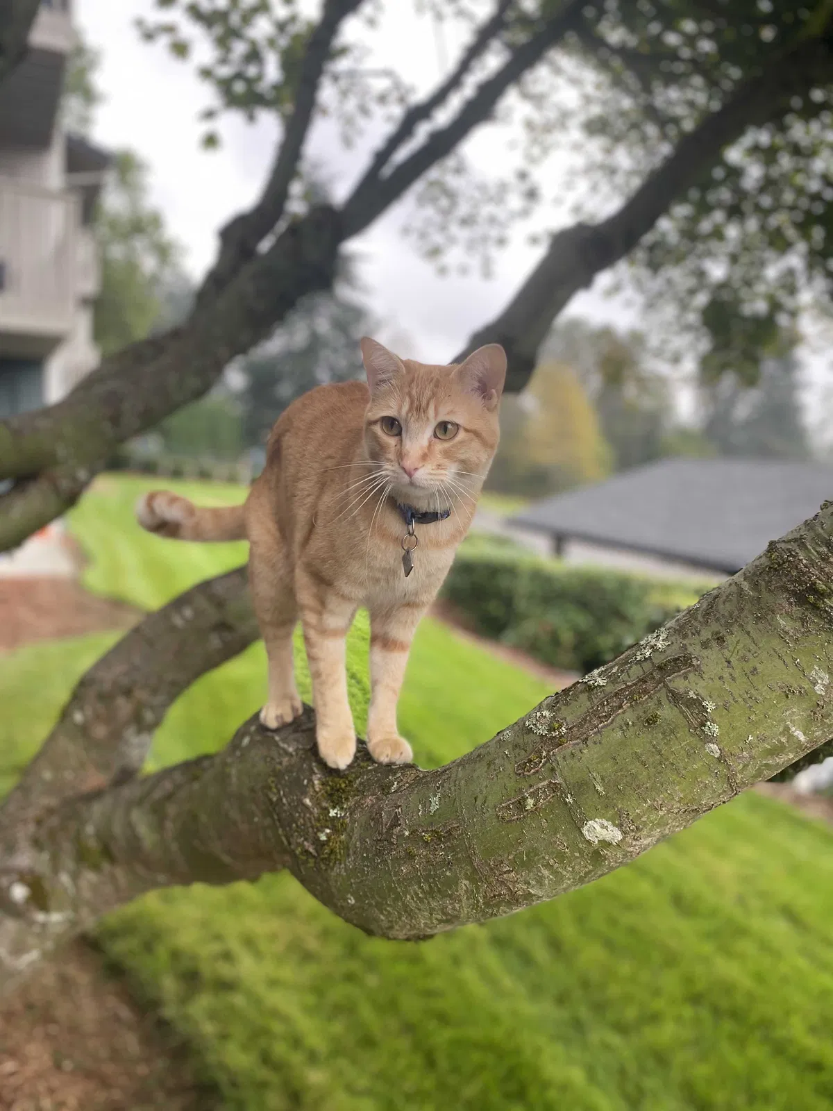 Lost cat in University Place, WA, 98467