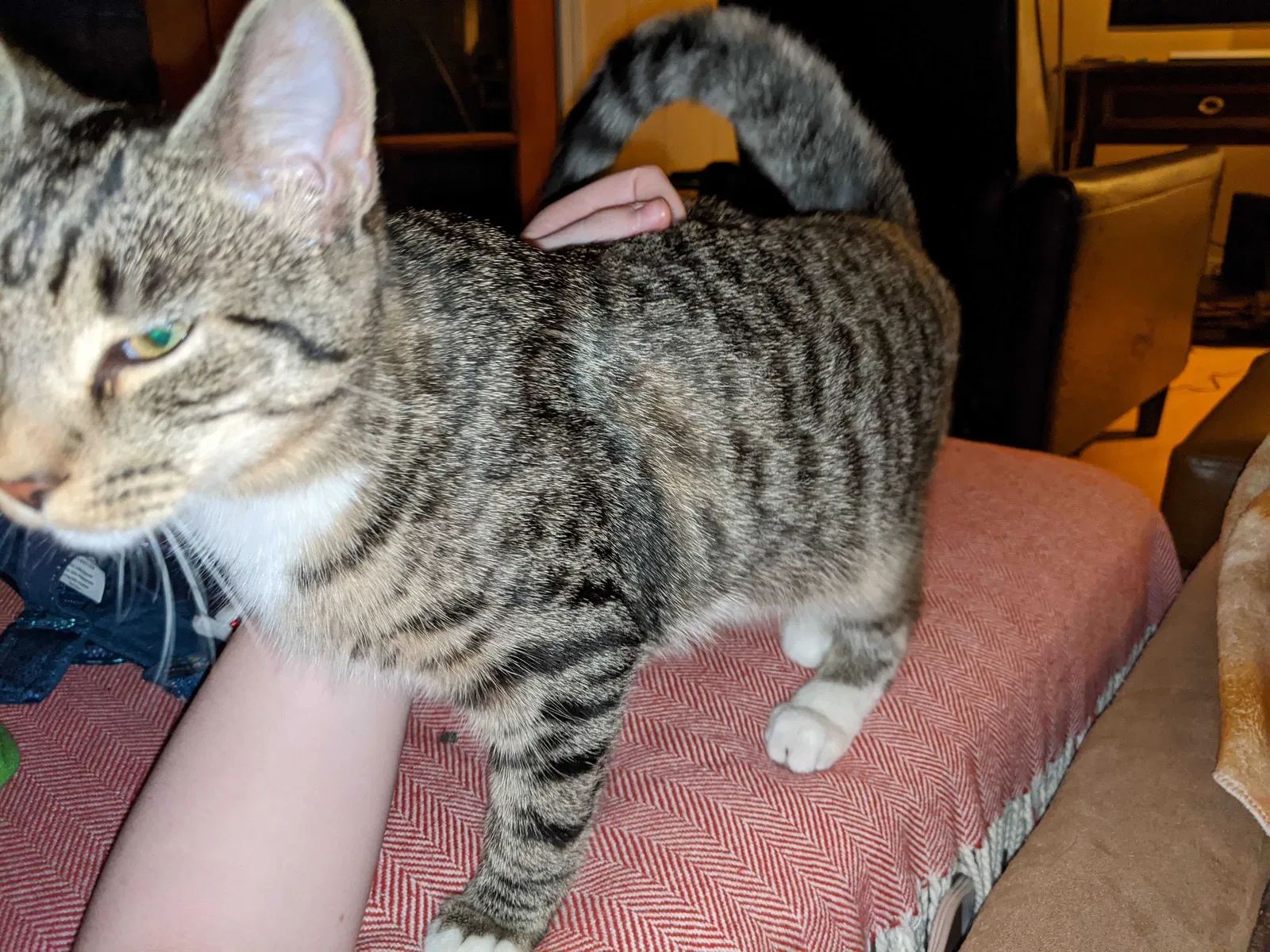 Lost cat in Buffalo, NY, 14221