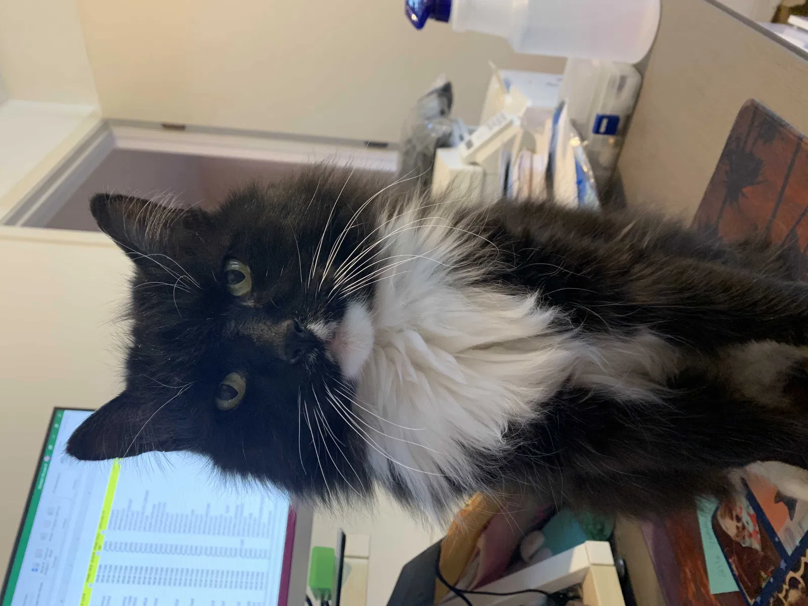 Lost cat in Rio Rancho, NM, 87144