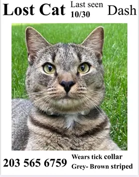 Lost cat in Middlebury, CT, 6762