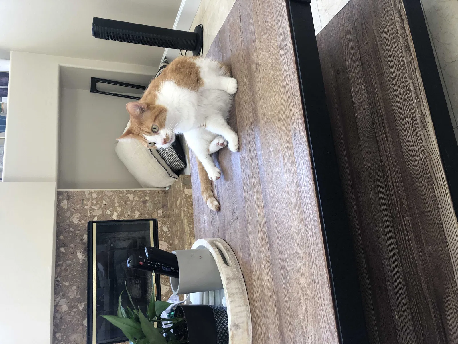 Lost cat in Odessa, FL, 33556