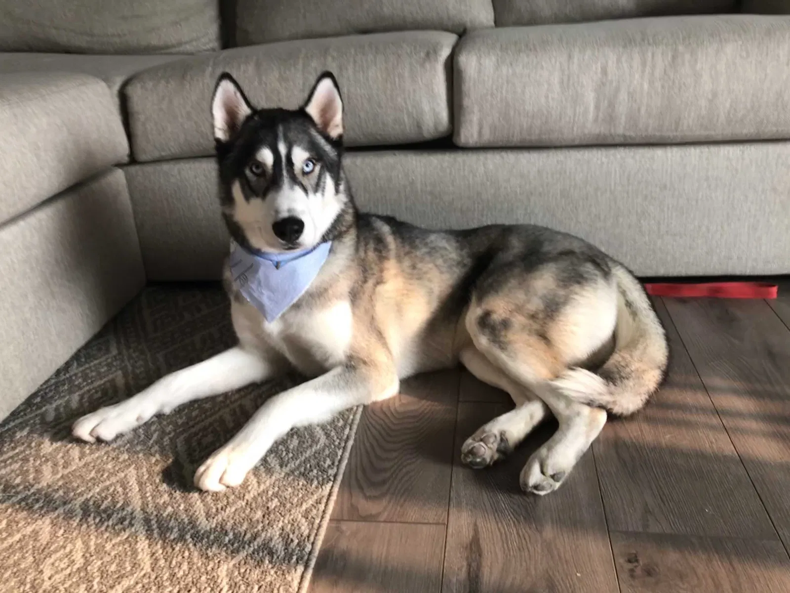 Lost dog in Hemet, CA, 92543