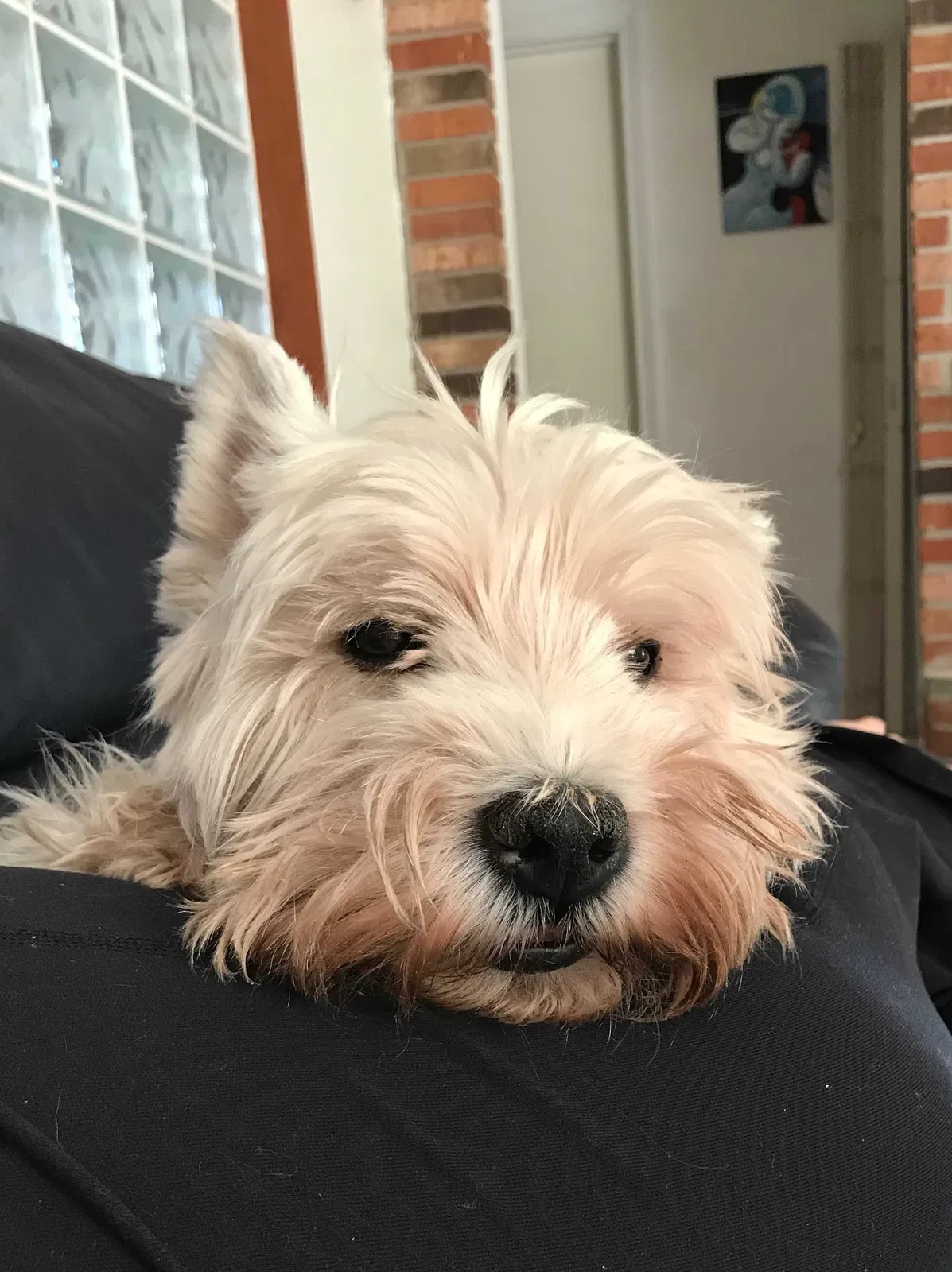 Lost dog in Miami, FL, 33186