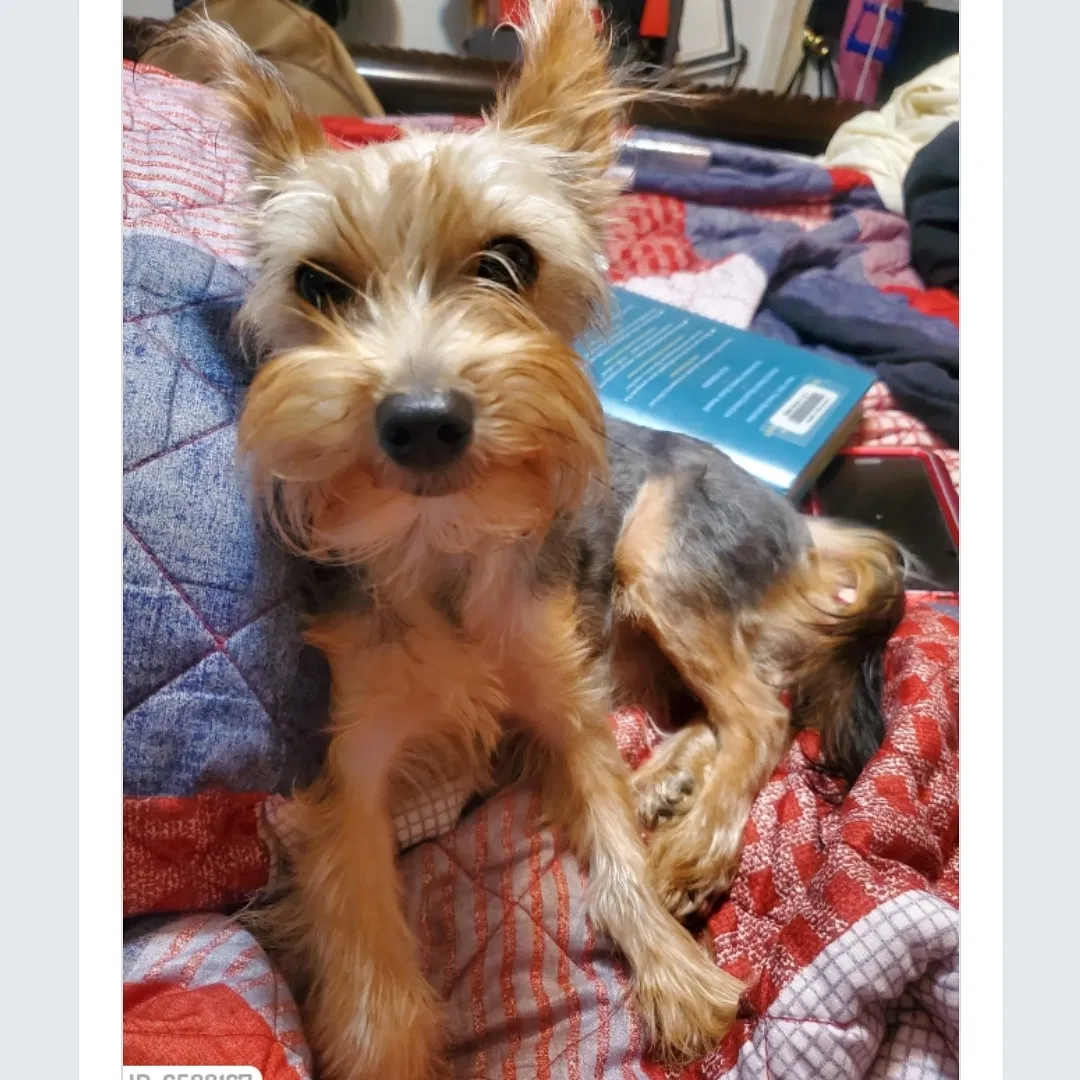 Lost dog in Pinson, AL, 35126