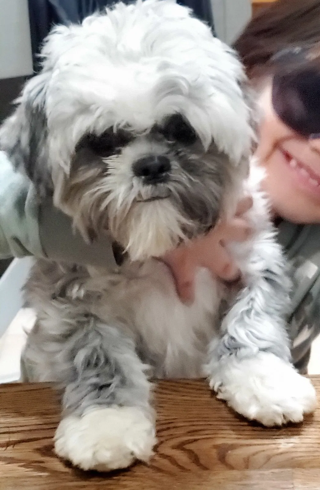 Lost dog in Columbus, OH, 43235