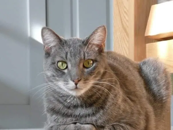 Lost cat in Minnetonka, MN, 55345