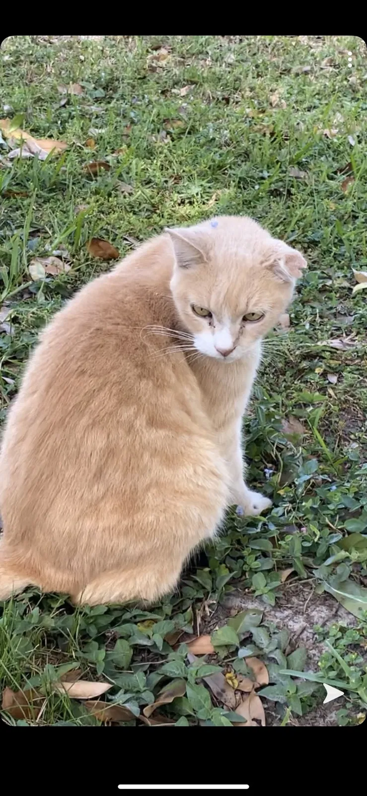 Lost cat in Plant City, FL, 33566