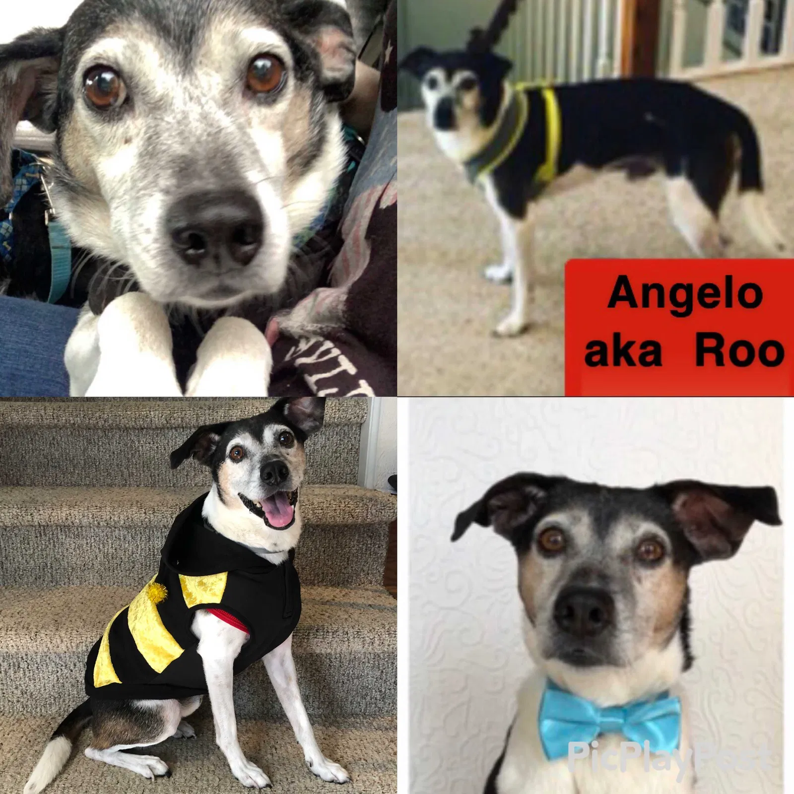Lost dog in Virginia Beach, VA, 23452
