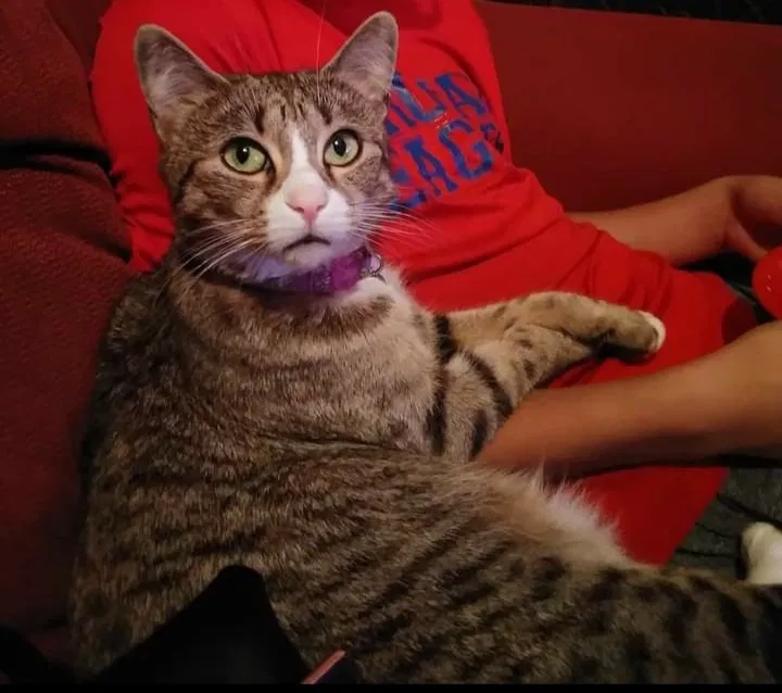 Lost cat in Lubbock, TX, 79413