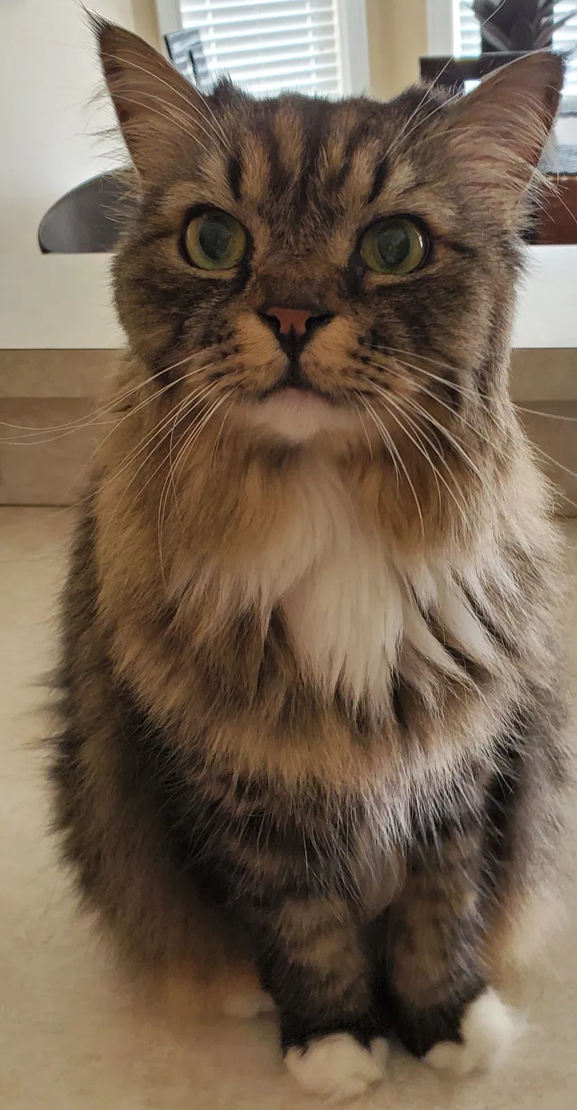 Lost cat in Cape Coral, FL, 33914