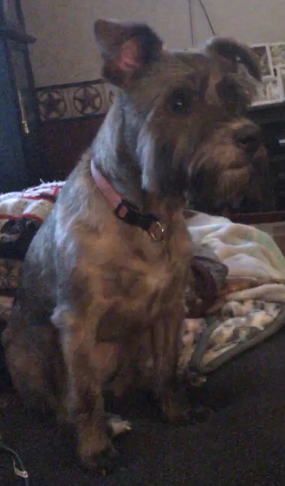 Lost dog in Ladoga, IN, 47954