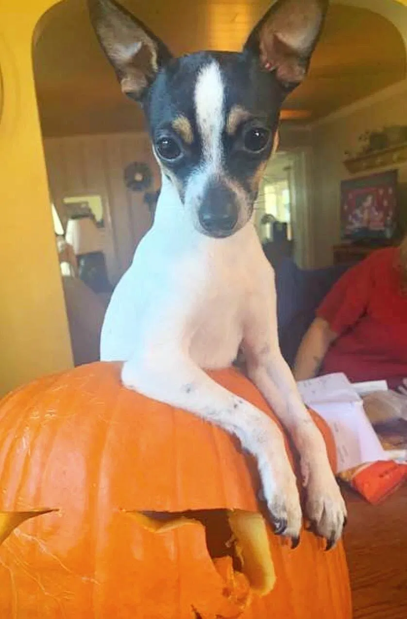 Lost dog in London, OH, 43140