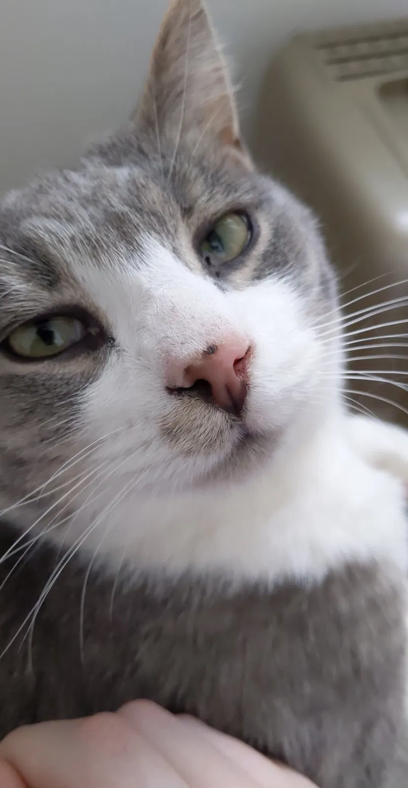 Lost cat in Shippensburg, PA, 17257