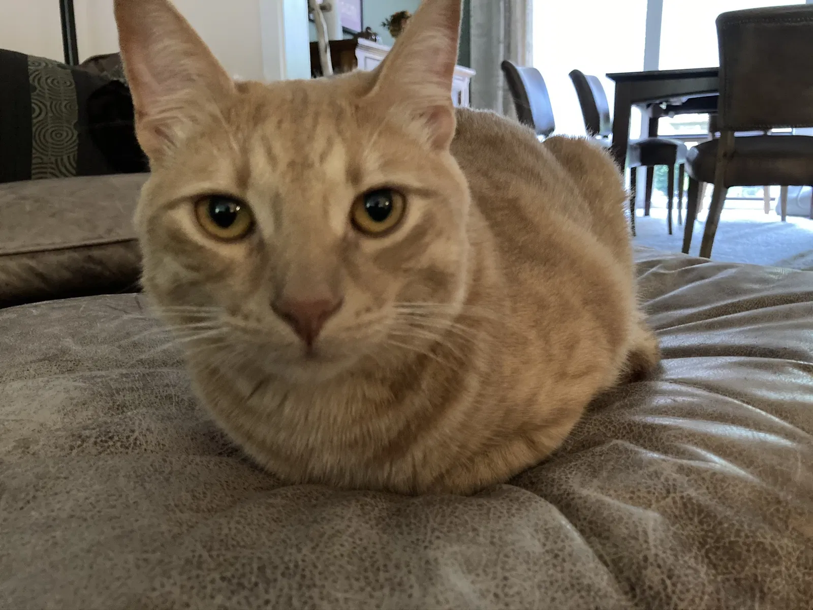 Lost cat in Bothell, WA, 98012