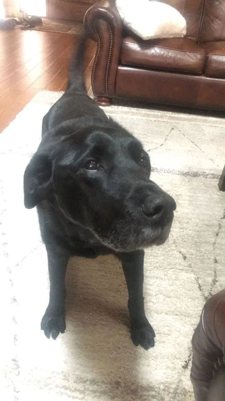Lost dog in Redmond, OR, 97756