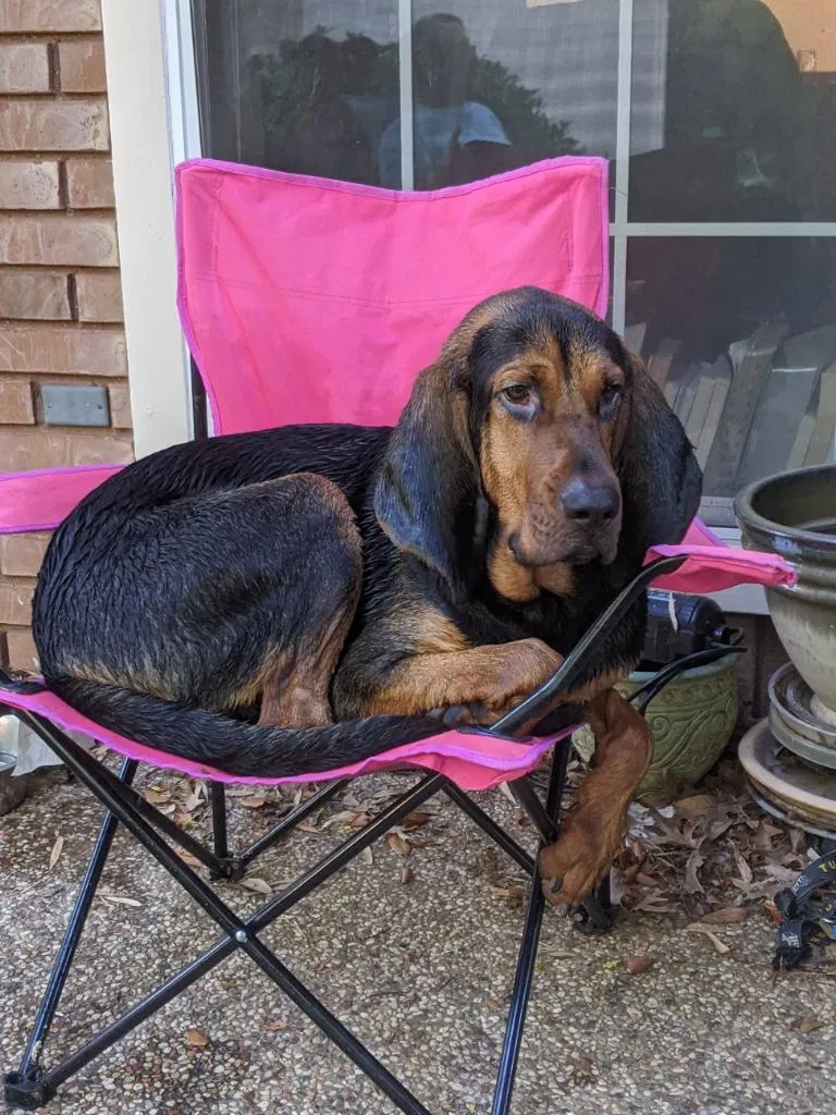 Lost dog in Thackerville, OK, 73459