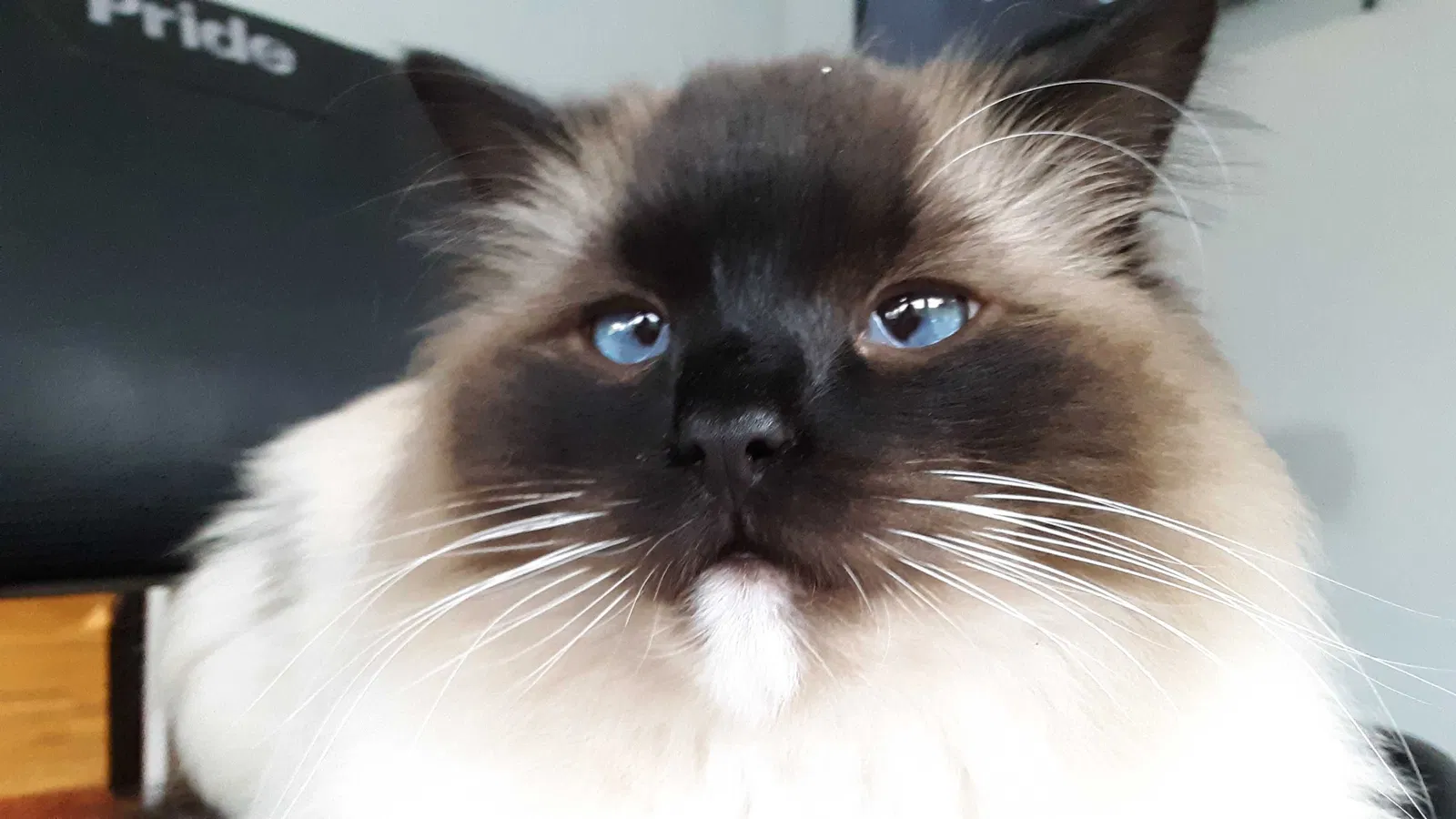 Lost cat in Unknown, WV, 25012