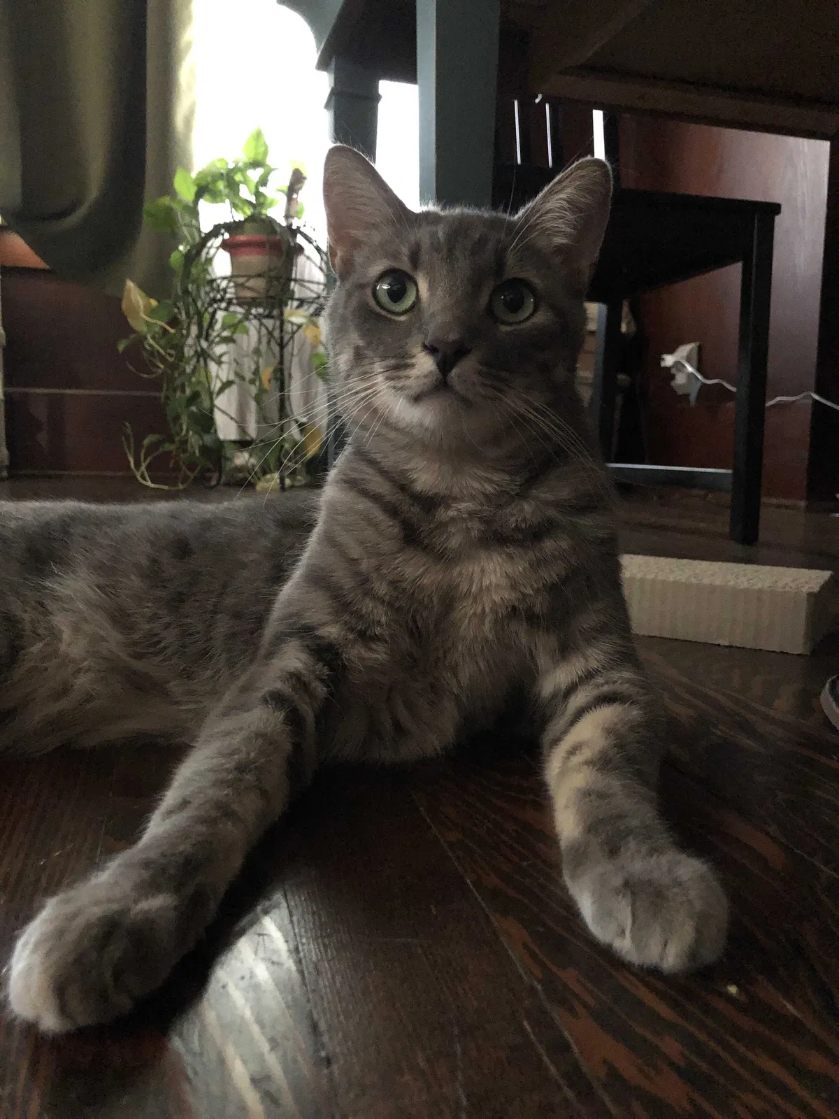 Lost cat in Santa Ana, CA, 92701