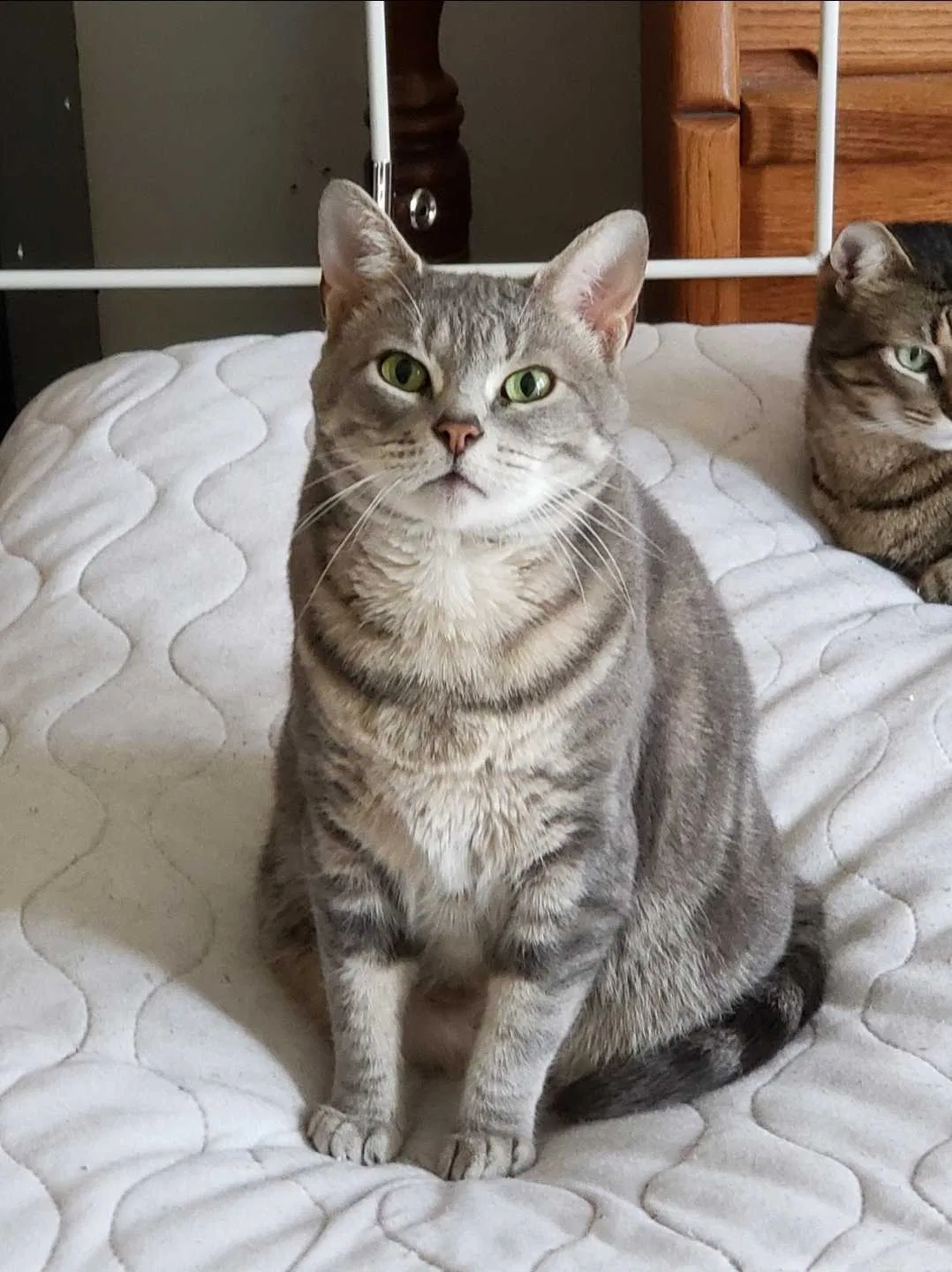 Lost cat in Dover, DE, 19901