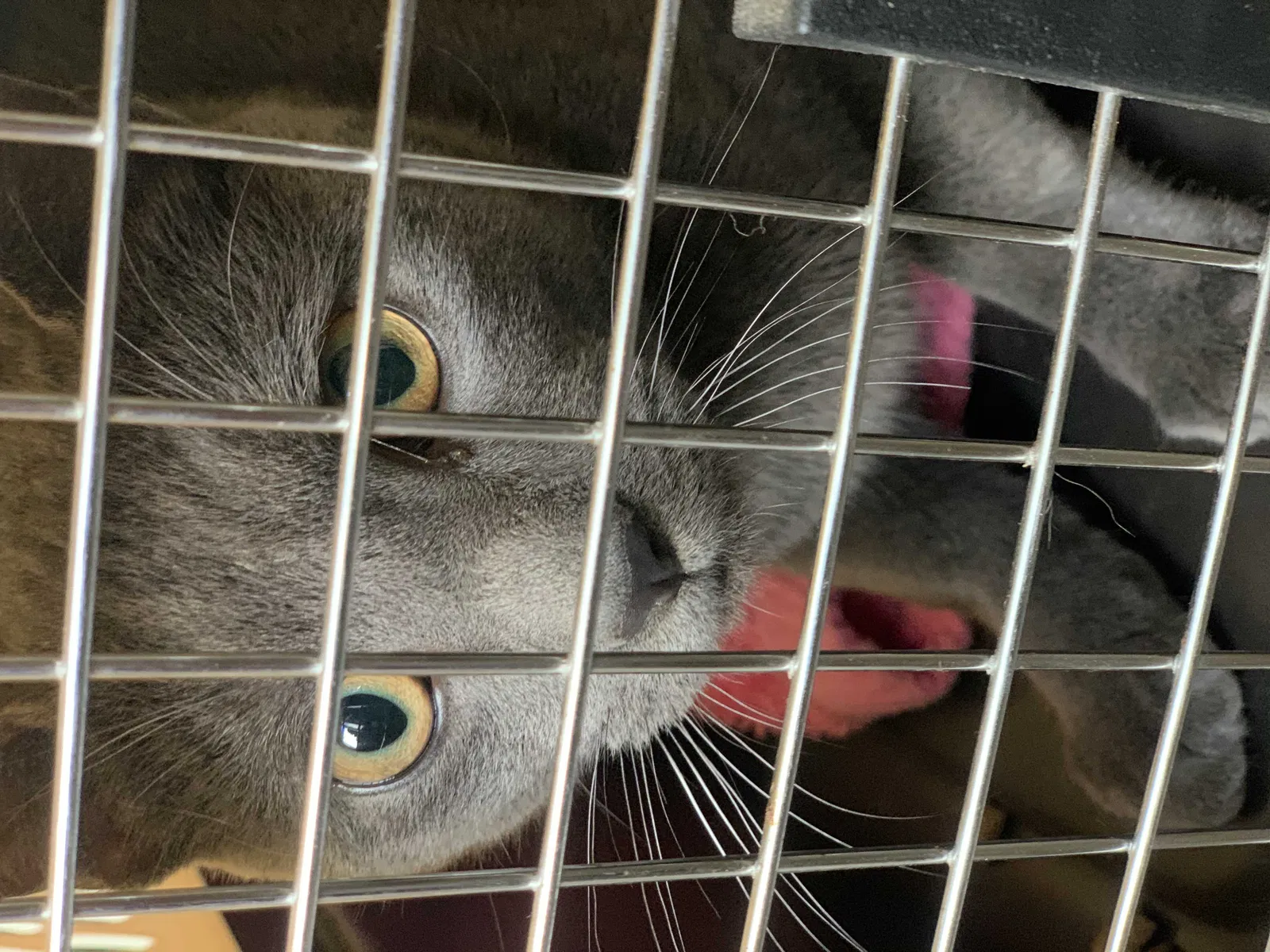 Found cat in Pittsburgh, PA, 15237