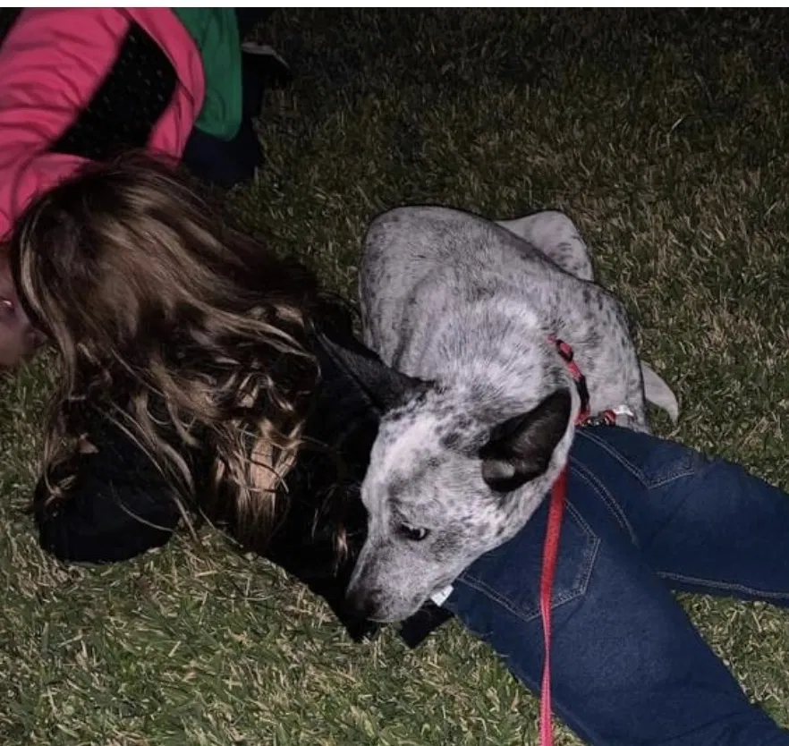 Lost dog in Alexandria, LA, 71303