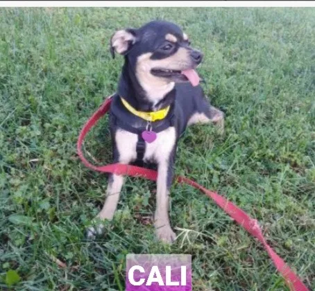 Lost dog in Los Angeles, CA, 90033