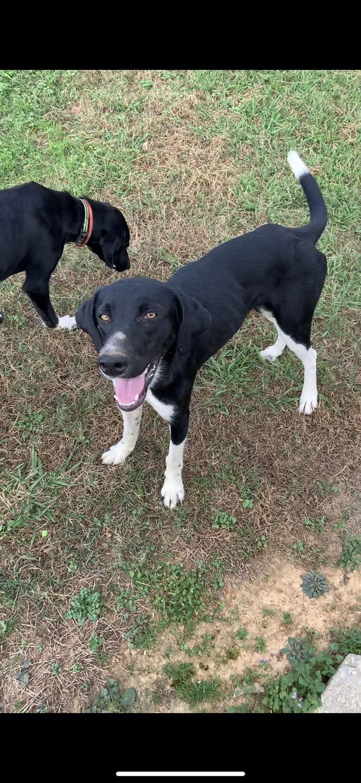 Found dog in Athens, AL, 35611