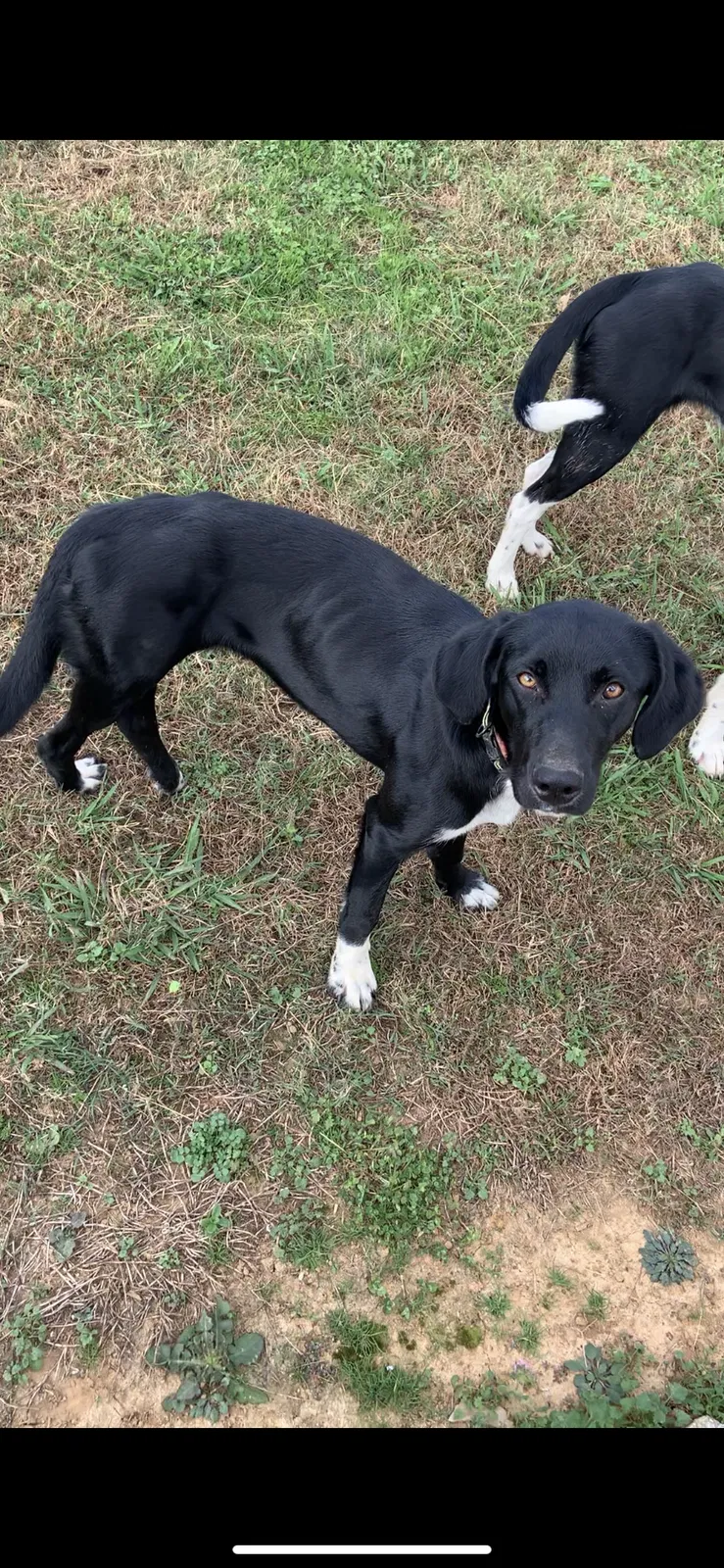 Found dog in Athens, AL, 35611