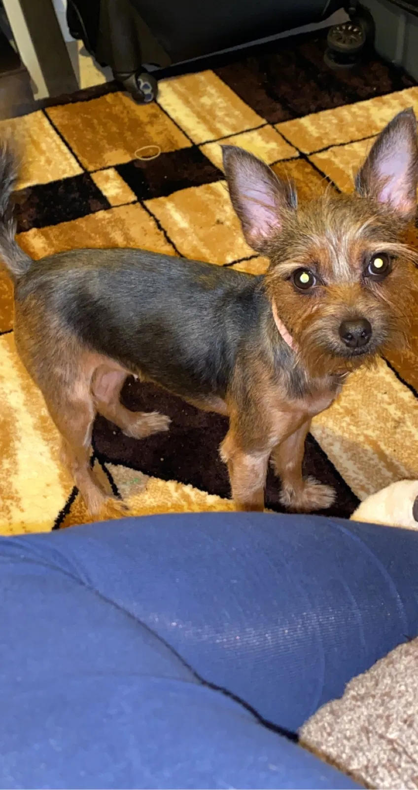 Lost dog in Ecorse, MI, 48229