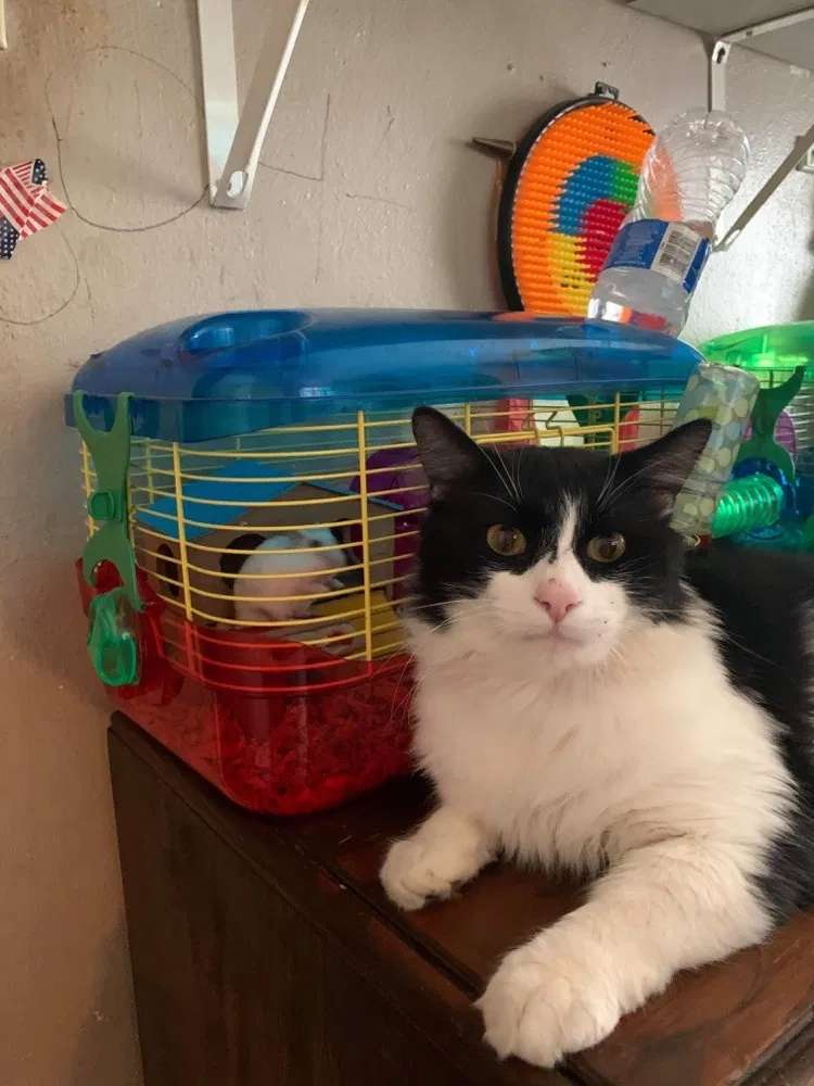 Lost cat in Decatur, AL, 35601
