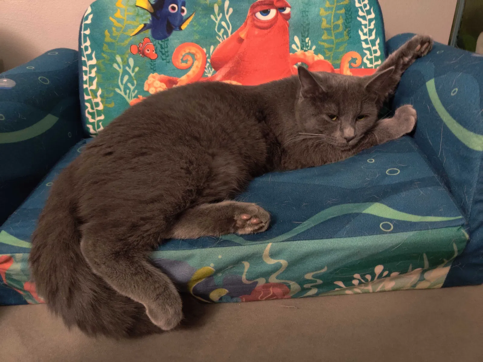 Lost cat in Columbus, OH, 43235