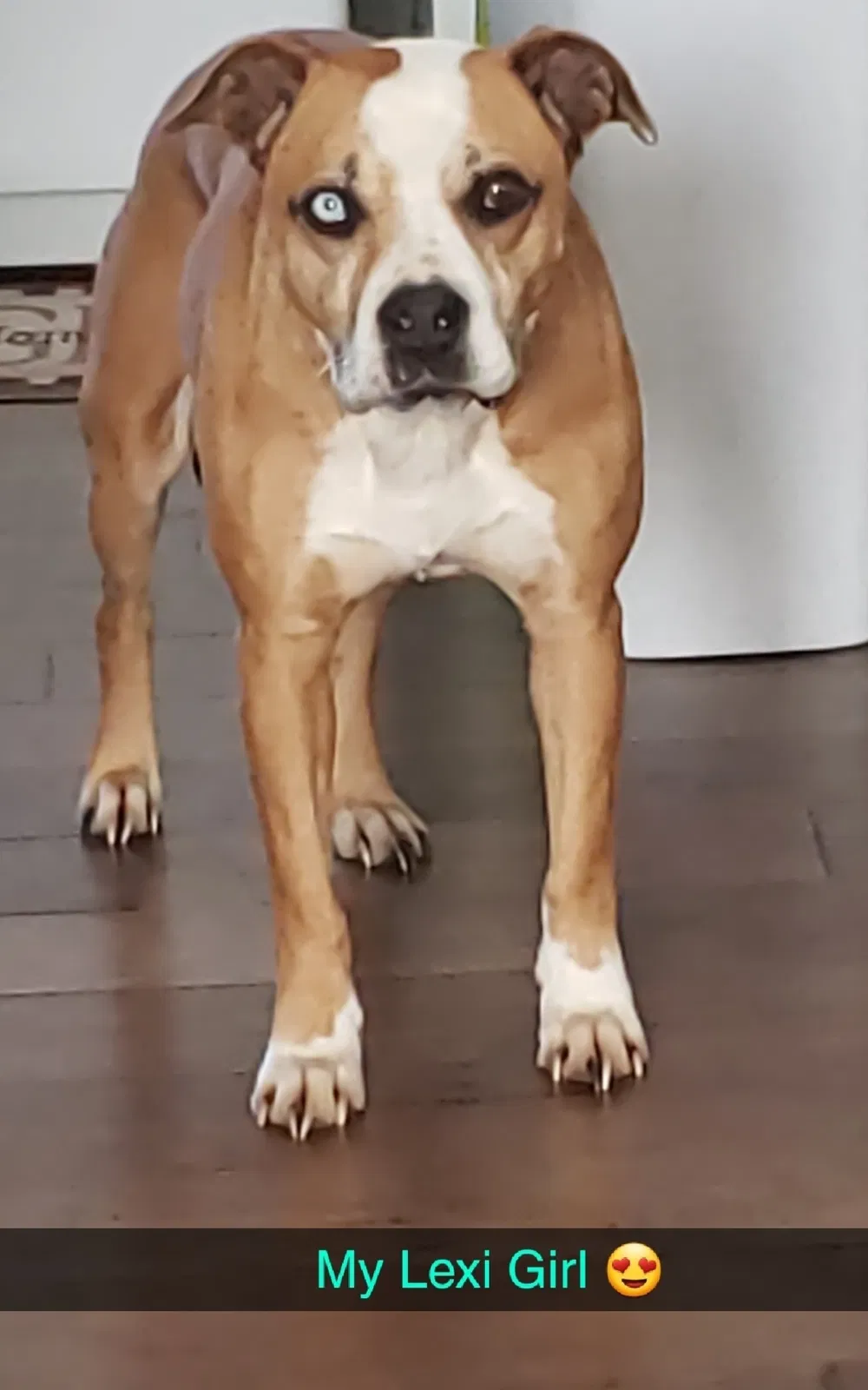 Lost dog in Spring Hope, NC, 27882