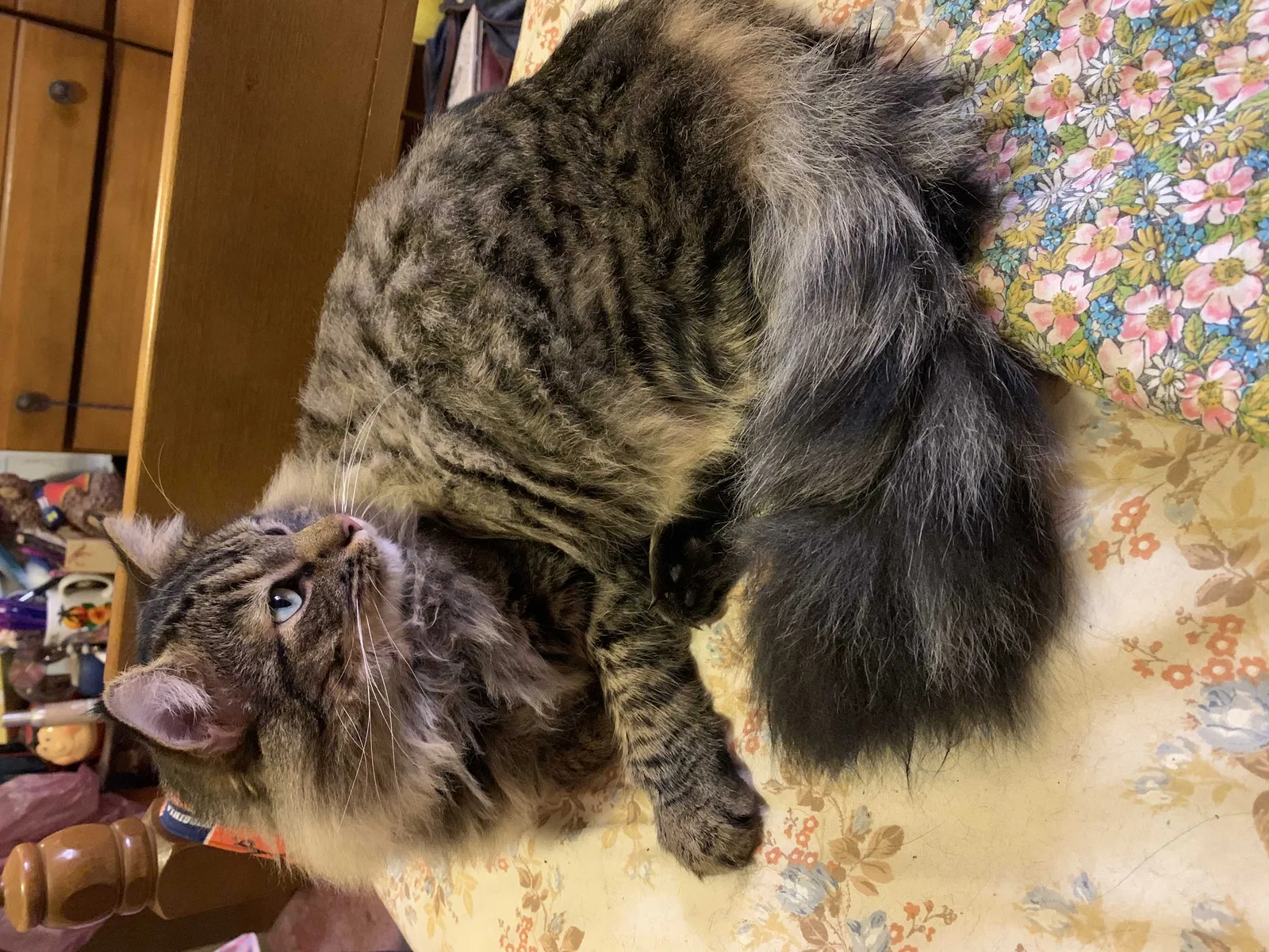 Lost cat in Ringgold, VA, 24586
