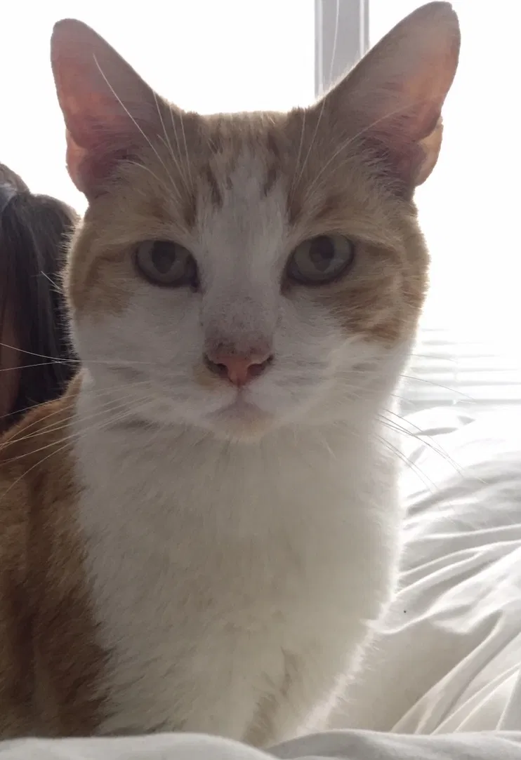 Lost cat in Hayward, CA, 94541