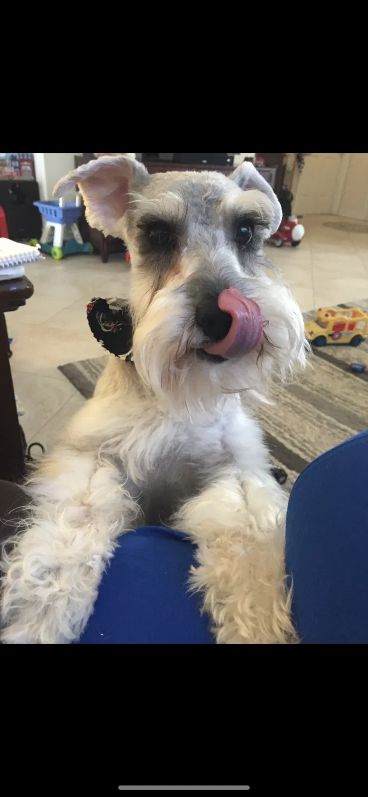 Lost dog in Longwood, FL, 32750