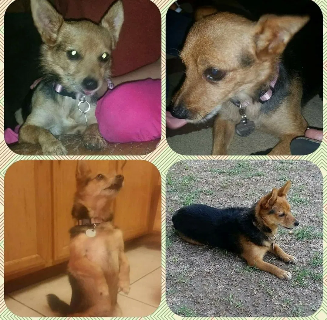 Lost dog in Bakersfield, CA, 93313