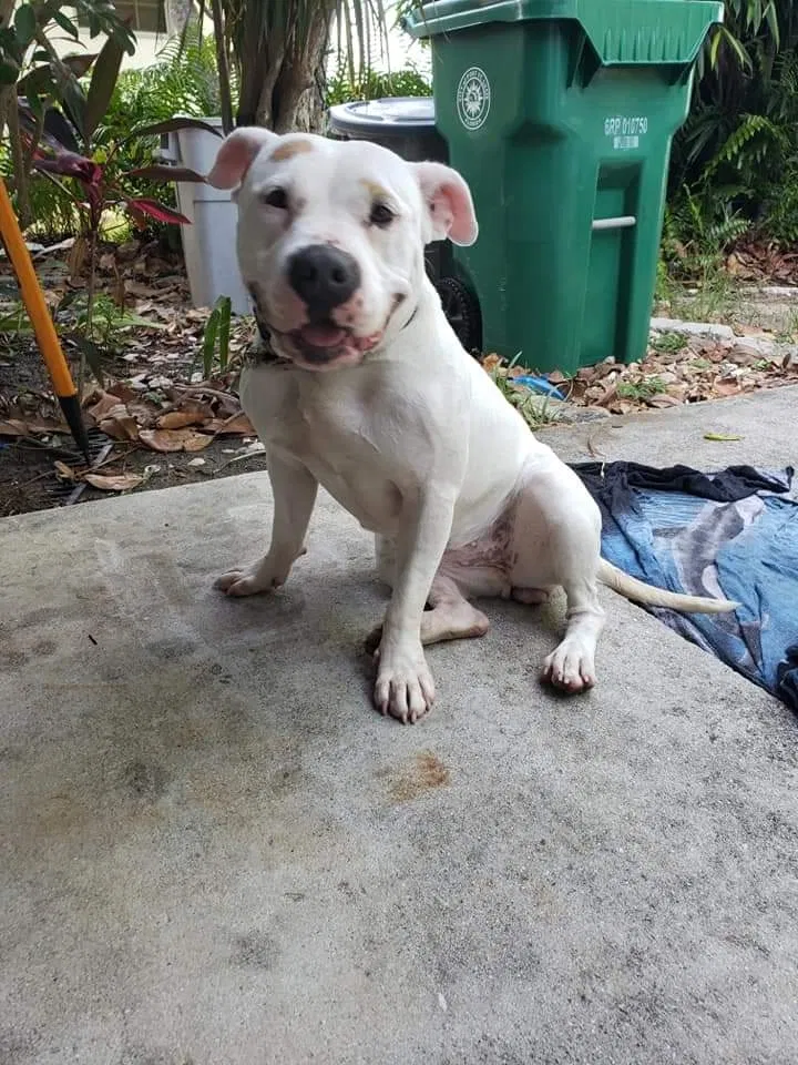 Lost dog in Belleview, FL, 34420