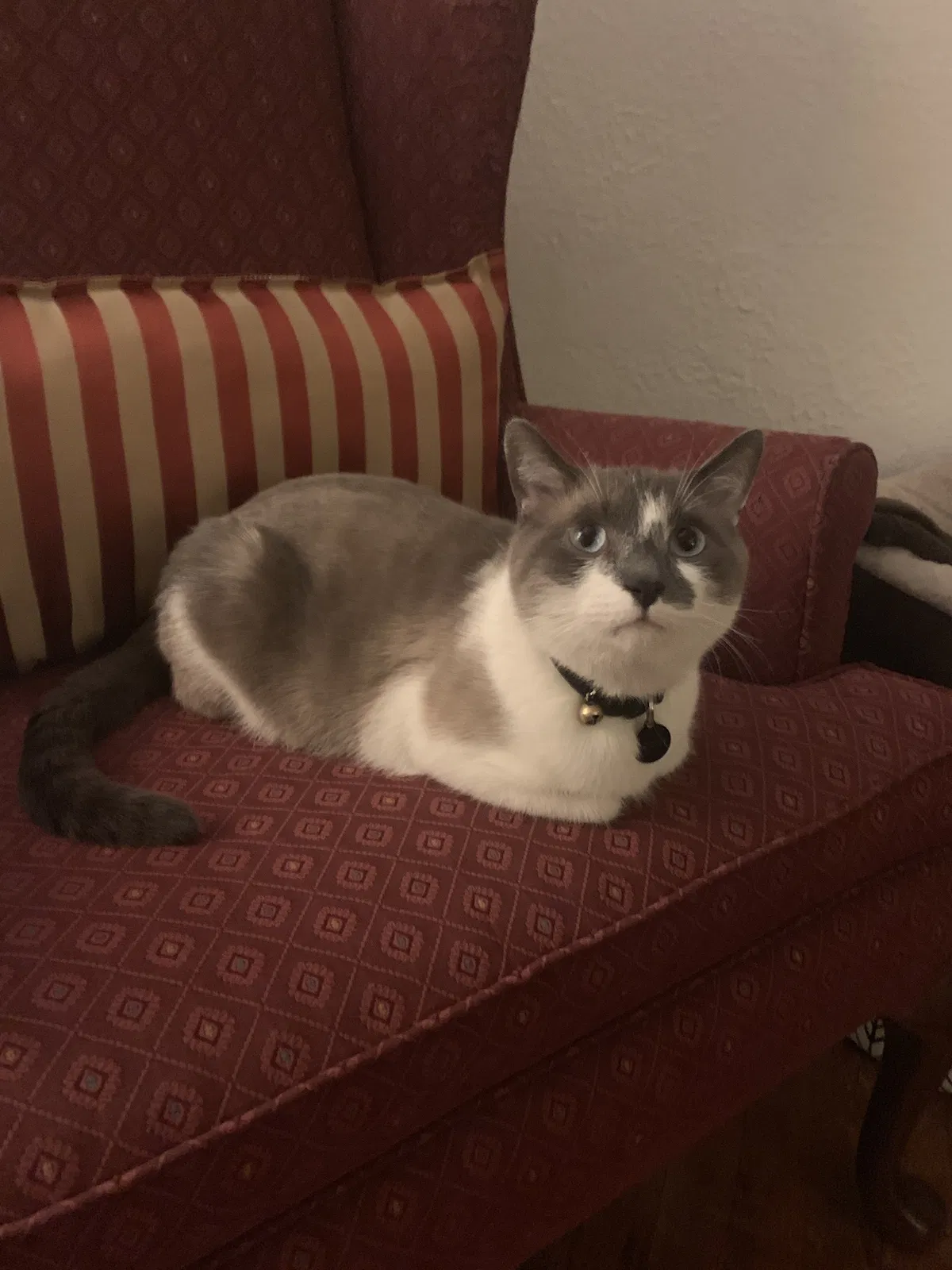 Lost cat in Hilliard, OH, 43026