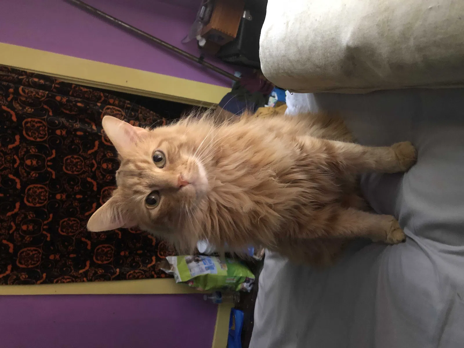 Lost cat in Etowah, TN, 37331