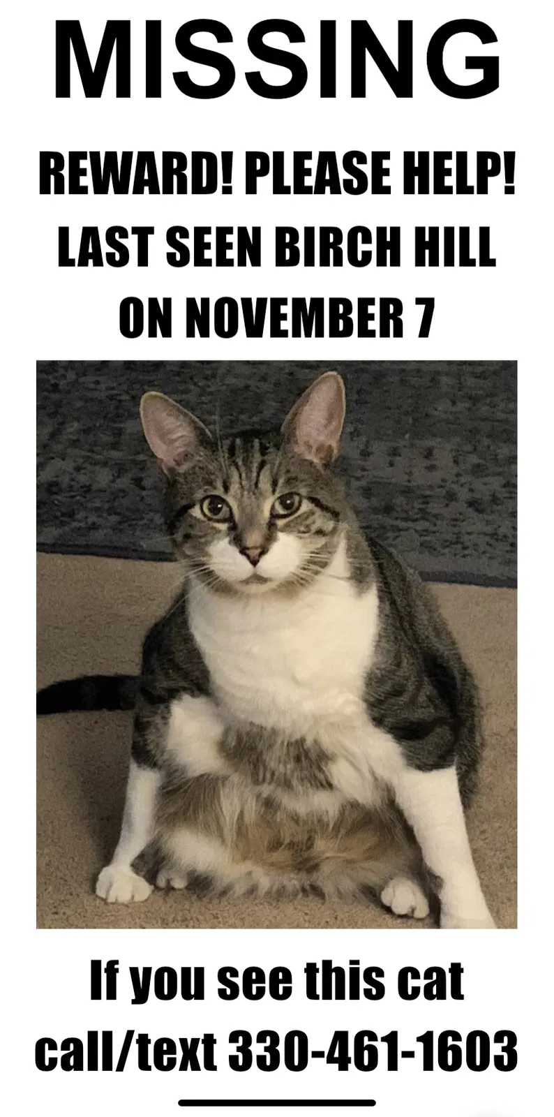 Lost cat in Medina, OH, 44256