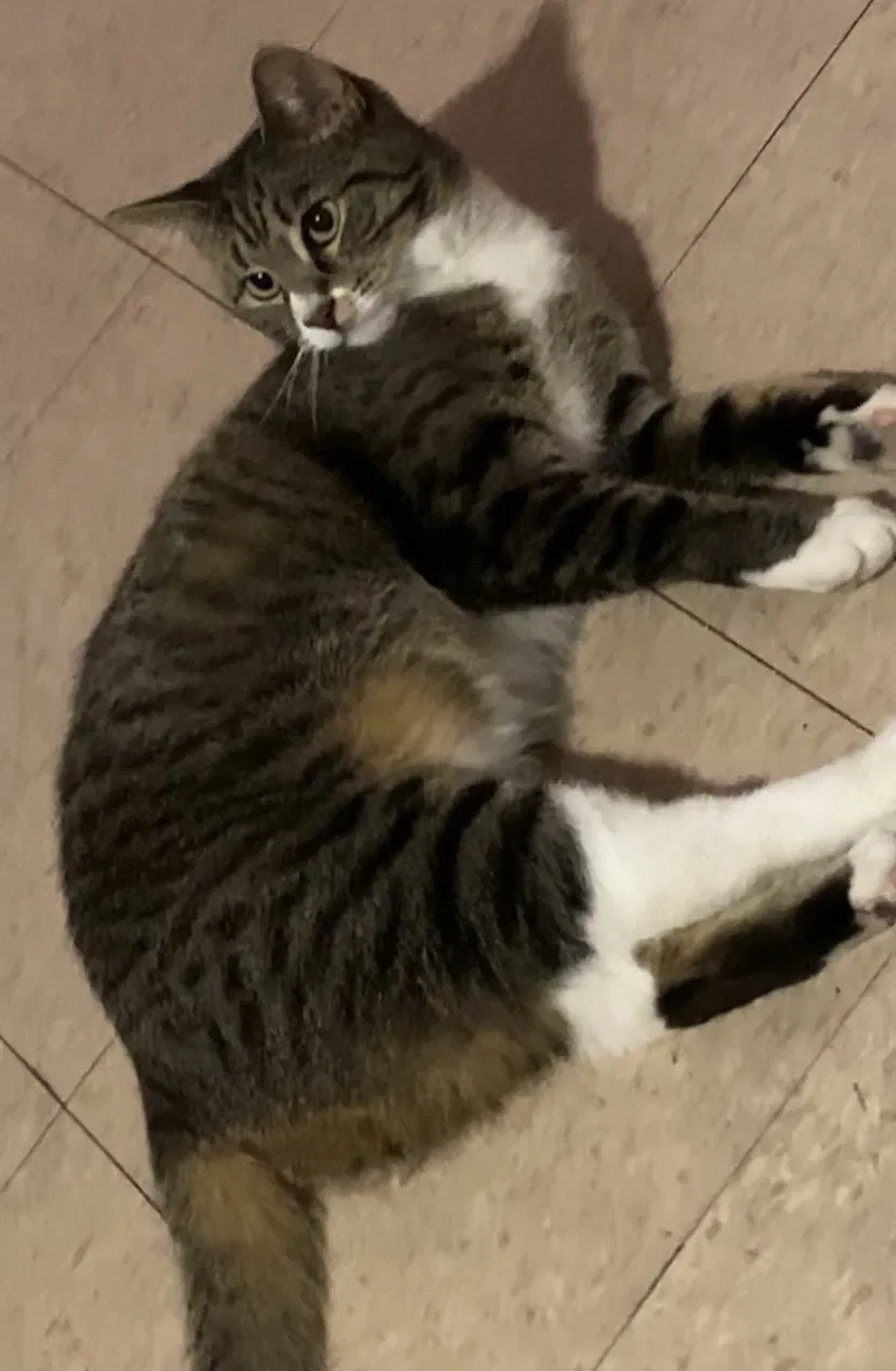 Lost cat in Bronx, NY, 10451