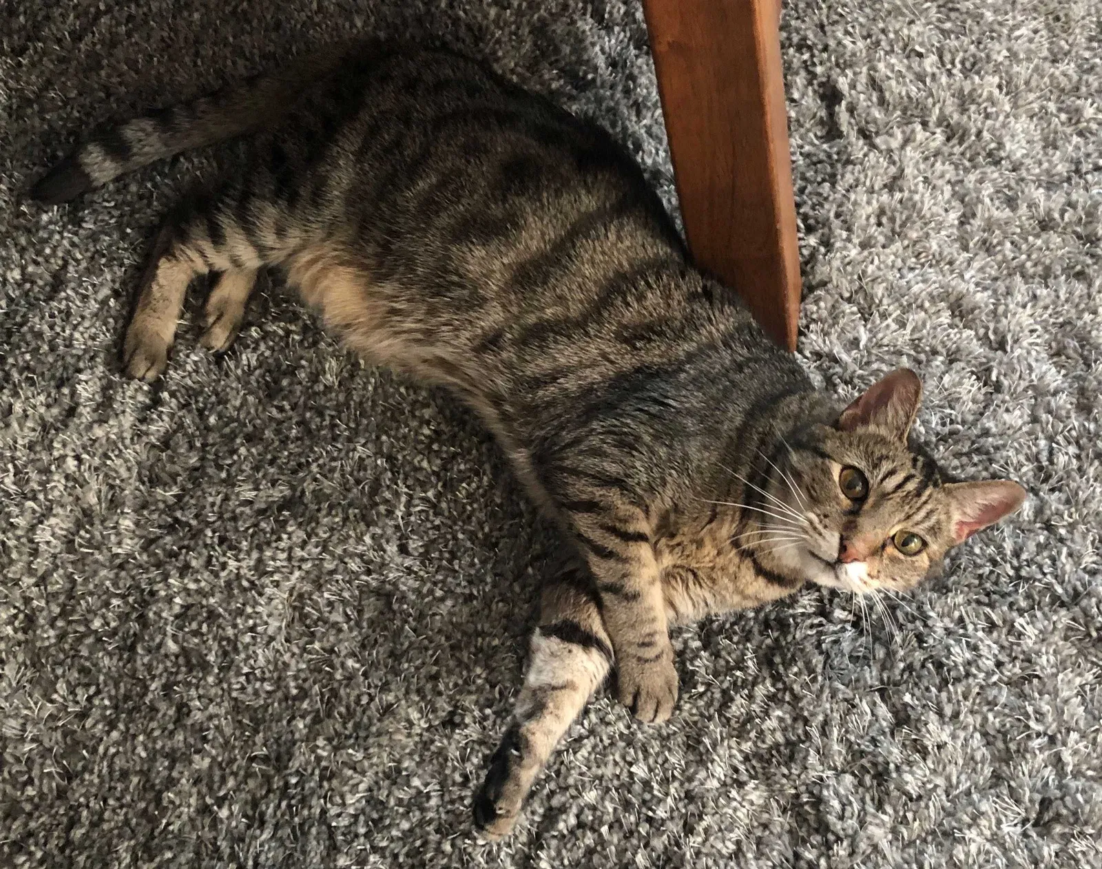 Lost cat in Seattle, WA, 98109